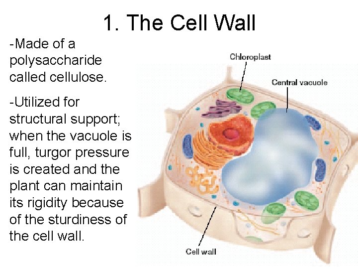 1. The Cell Wall -Made of a polysaccharide called cellulose. -Utilized for structural support;