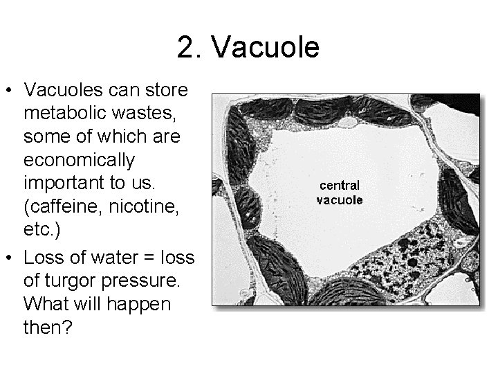 2. Vacuole • Vacuoles can store metabolic wastes, some of which are economically important