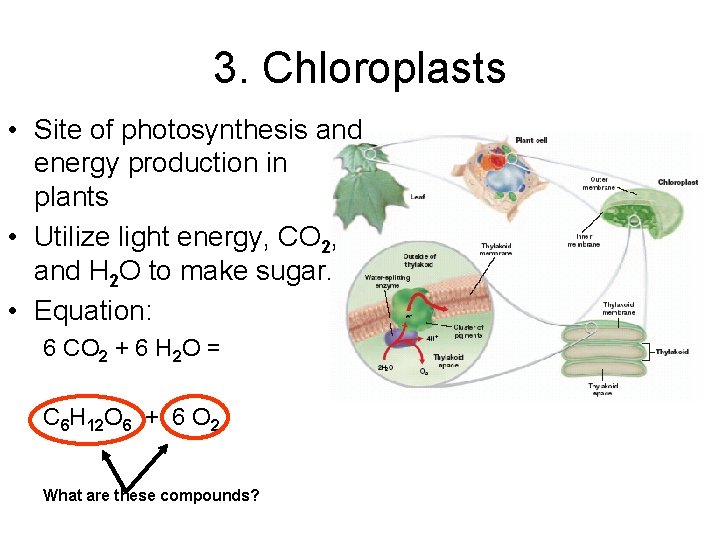 3. Chloroplasts • Site of photosynthesis and energy production in plants • Utilize light