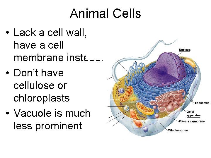 Animal Cells • Lack a cell wall, have a cell membrane instead. • Don’t