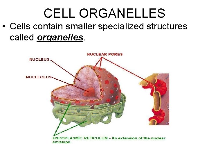 CELL ORGANELLES • Cells contain smaller specialized structures called organelles. 