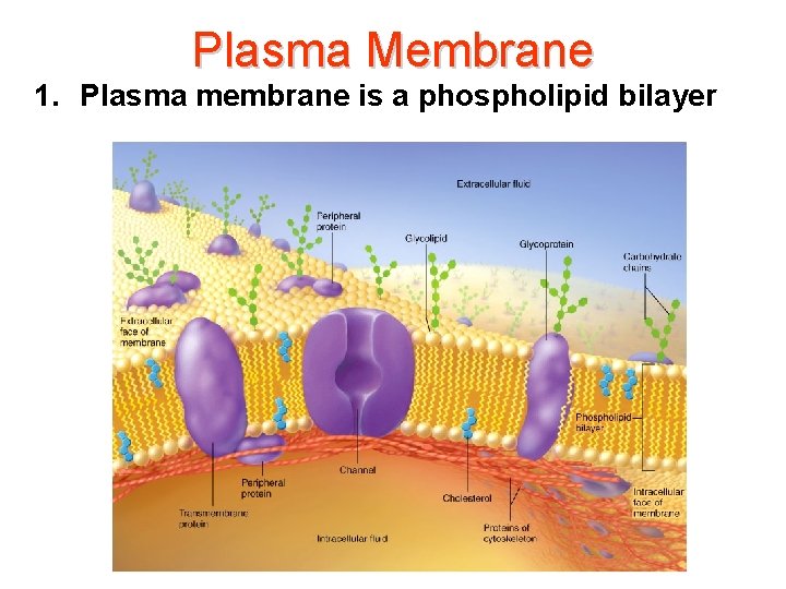 Plasma Membrane 1. Plasma membrane is a phospholipid bilayer 