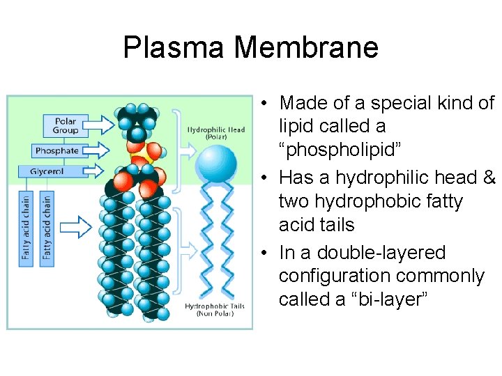 Plasma Membrane • Made of a special kind of lipid called a “phospholipid” •