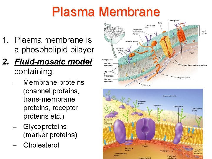 Plasma Membrane 1. Plasma membrane is a phospholipid bilayer 2. Fluid-mosaic model containing: –