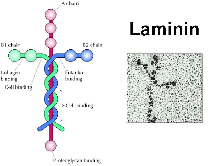 Laminin 