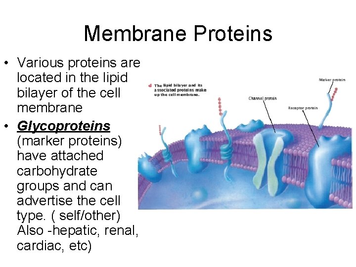 Membrane Proteins • Various proteins are located in the lipid bilayer of the cell