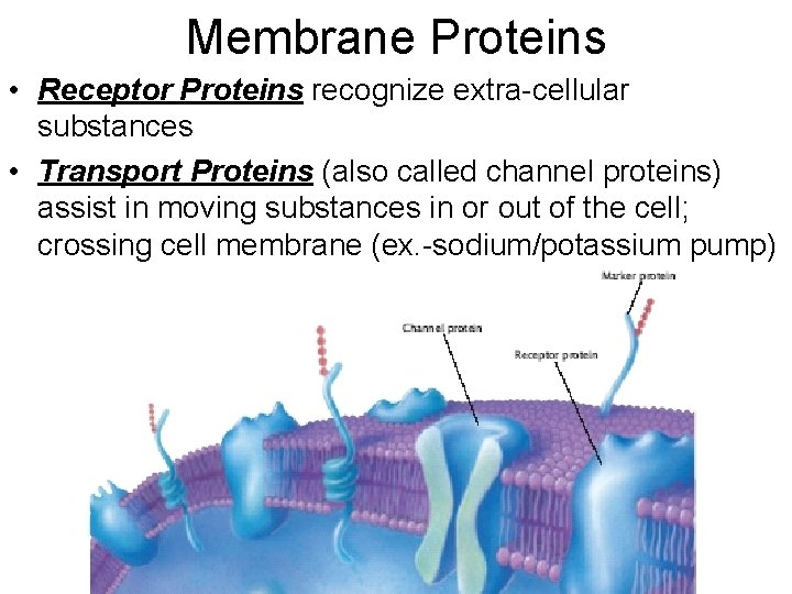 Membrane Proteins • Receptor Proteins recognize extra-cellular substances • Transport Proteins (also called channel