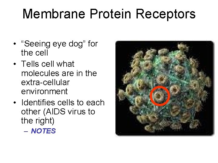 Membrane Protein Receptors • “Seeing eye dog” for the cell • Tells cell what