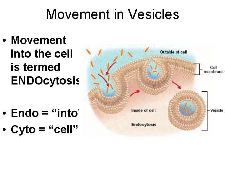 Movement in Vesicles • Movement into the cell is termed ENDOcytosis • Endo =