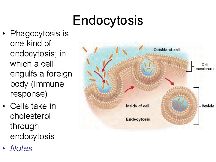 Endocytosis • Phagocytosis is one kind of endocytosis; in which a cell engulfs a