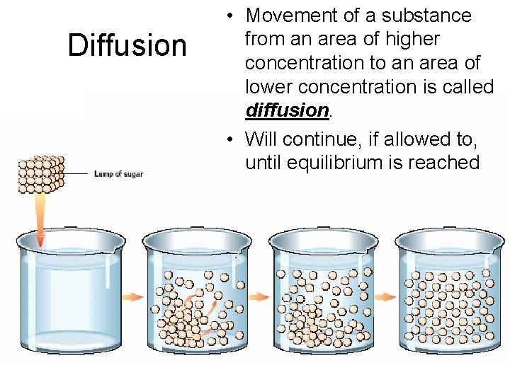 Diffusion • Movement of a substance from an area of higher concentration to an