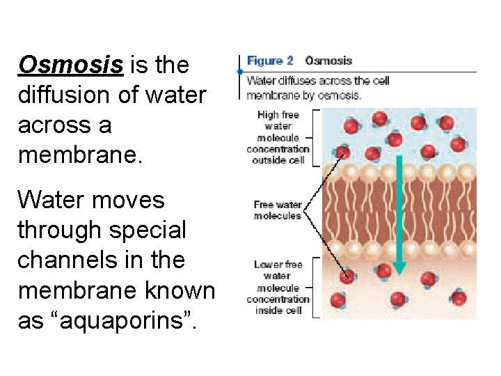 Osmosis is the diffusion of water across a membrane. Water moves through special channels