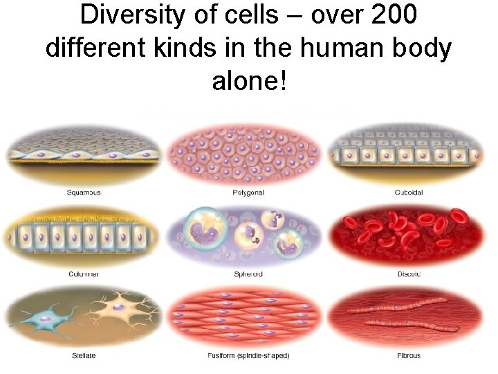 Diversity of cells – over 200 different kinds in the human body alone! 