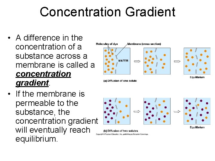 Concentration Gradient • A difference in the concentration of a substance across a membrane