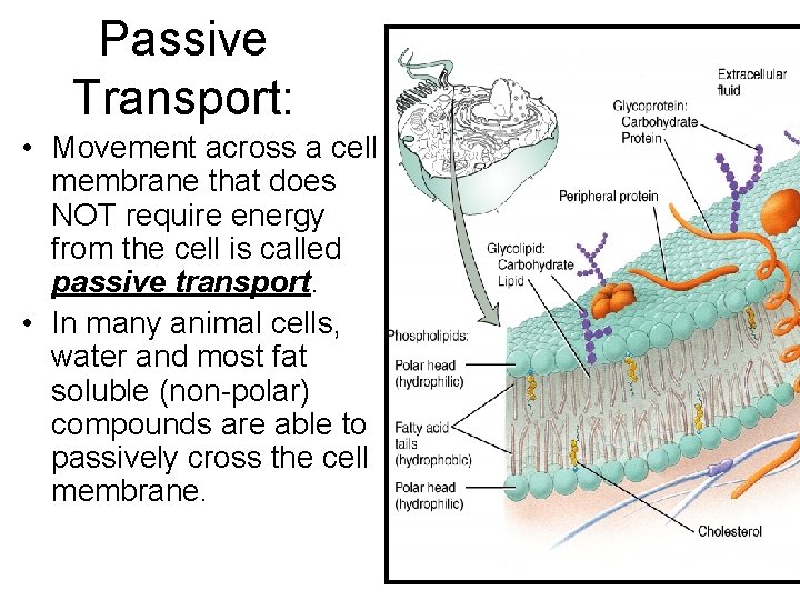 Passive Transport: • Movement across a cell membrane that does NOT require energy from