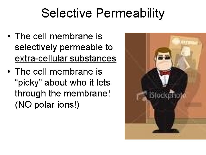 Selective Permeability • The cell membrane is selectively permeable to extra-cellular substances • The
