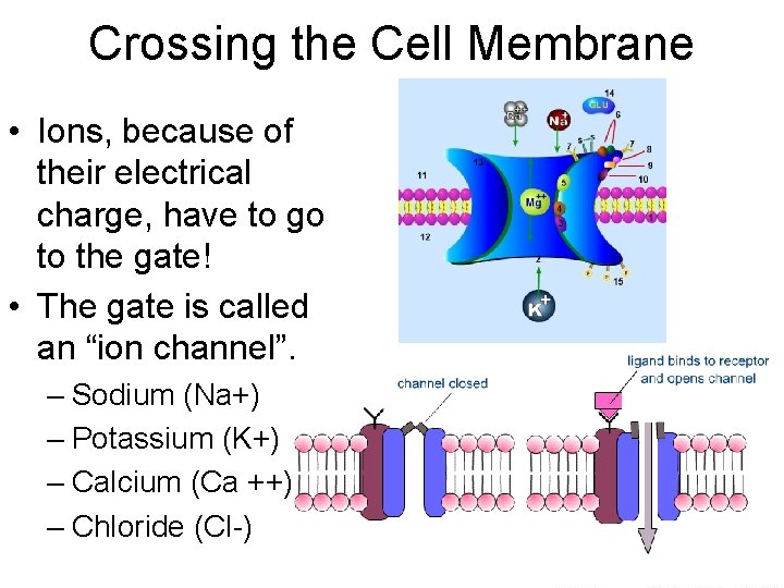 Crossing the Cell Membrane • Ions, because of their electrical charge, have to go