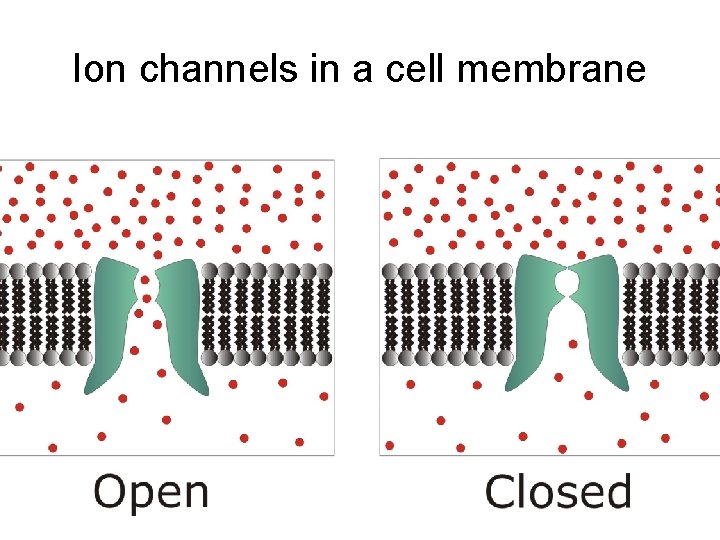 Ion channels in a cell membrane 