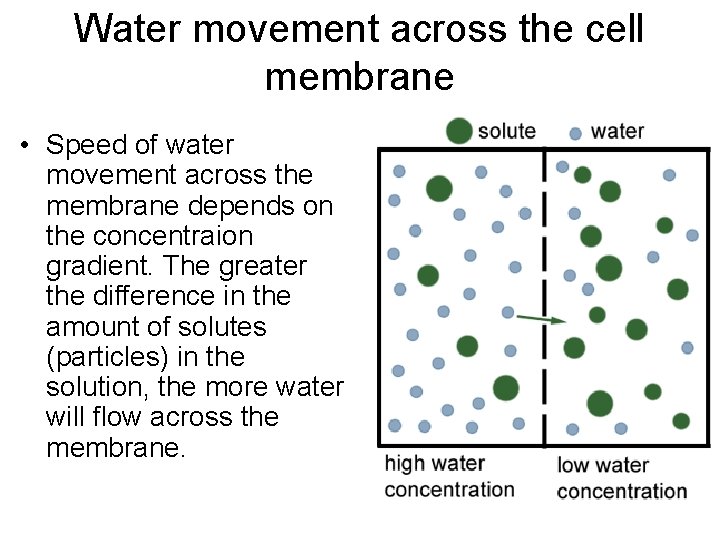 Water movement across the cell membrane • Speed of water movement across the membrane