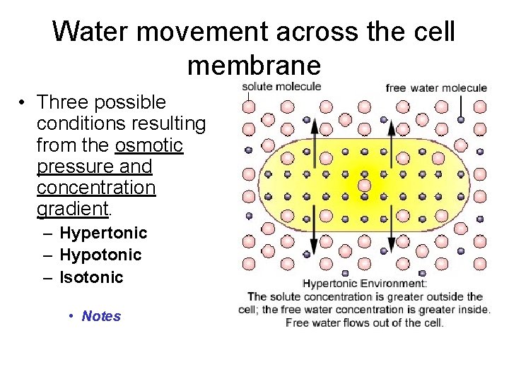 Water movement across the cell membrane • Three possible conditions resulting from the osmotic