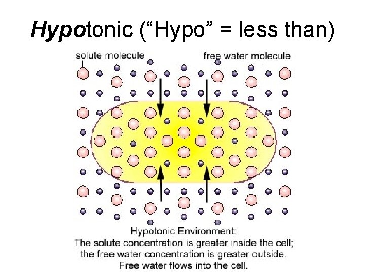Hypotonic (“Hypo” = less than) 