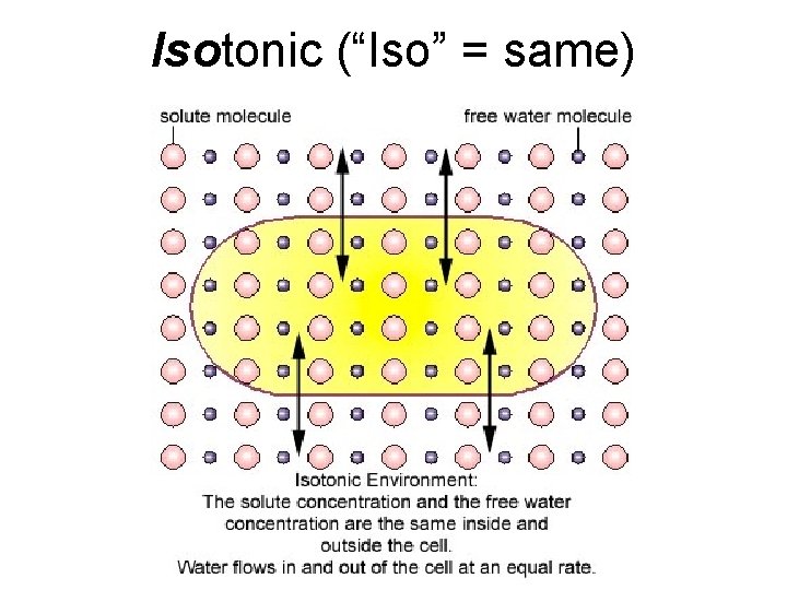 Isotonic (“Iso” = same) 