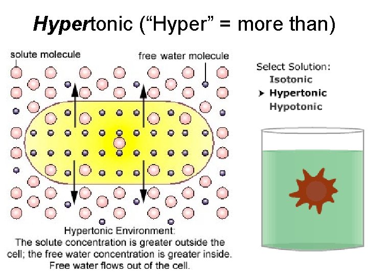 Hypertonic (“Hyper” = more than) 