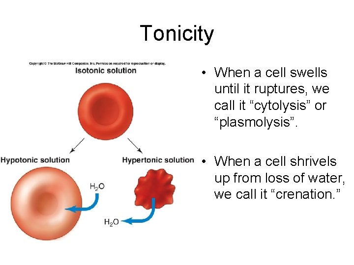 Tonicity • When a cell swells until it ruptures, we call it “cytolysis” or