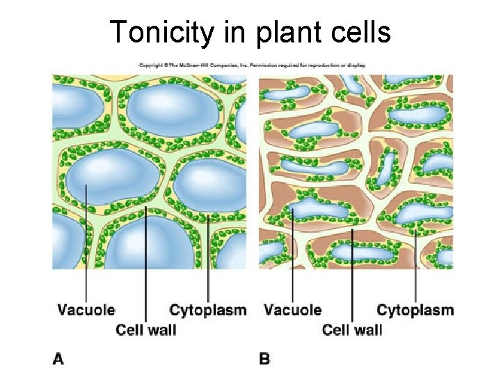 Tonicity in plant cells 