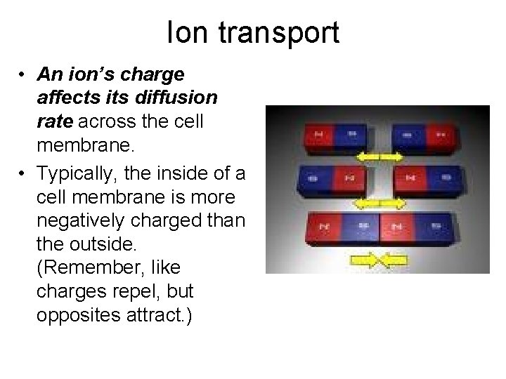 Ion transport • An ion’s charge affects its diffusion rate across the cell membrane.