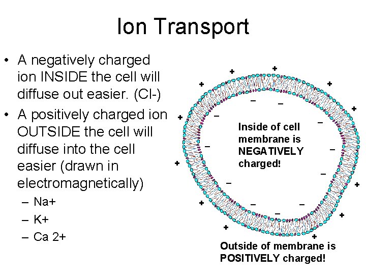 Ion Transport • A negatively charged ion INSIDE the cell will diffuse out easier.