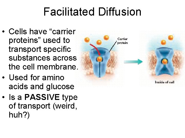 Facilitated Diffusion • Cells have “carrier proteins” used to transport specific substances across the