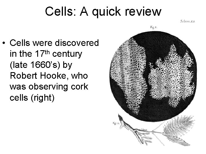 Cells: A quick review • Cells were discovered in the 17 th century (late