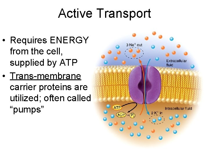 Active Transport • Requires ENERGY from the cell, supplied by ATP • Trans-membrane carrier