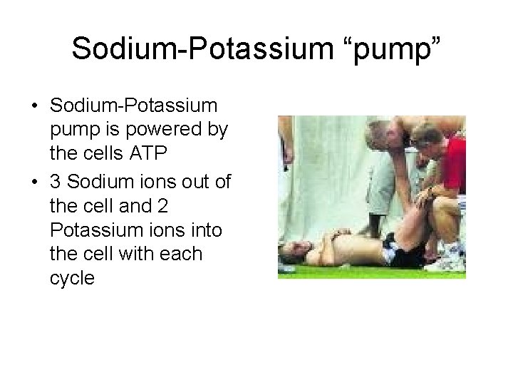 Sodium-Potassium “pump” • Sodium-Potassium pump is powered by the cells ATP • 3 Sodium
