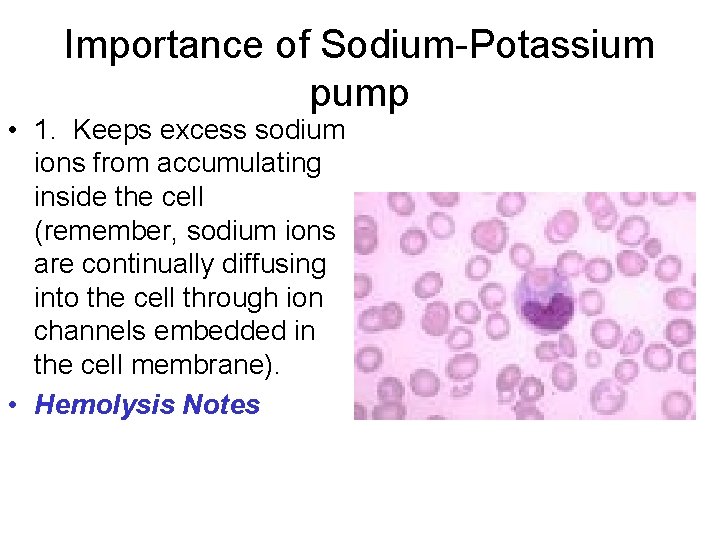Importance of Sodium-Potassium pump • 1. Keeps excess sodium ions from accumulating inside the