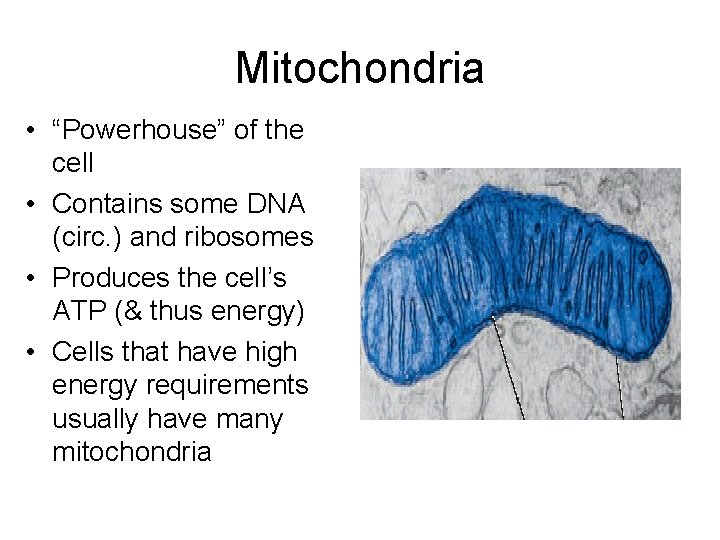 Mitochondria • “Powerhouse” of the cell • Contains some DNA (circ. ) and ribosomes