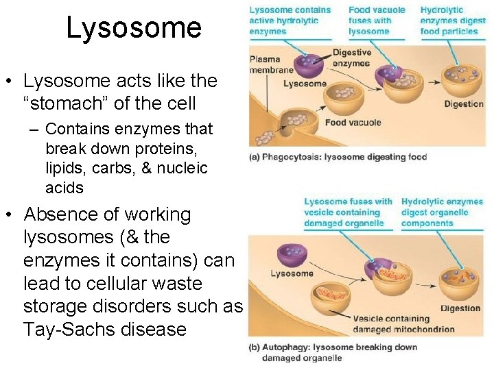 Lysosome • Lysosome acts like the “stomach” of the cell – Contains enzymes that