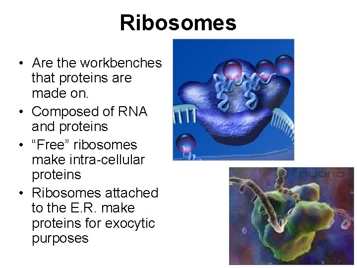 Ribosomes • Are the workbenches that proteins are made on. • Composed of RNA