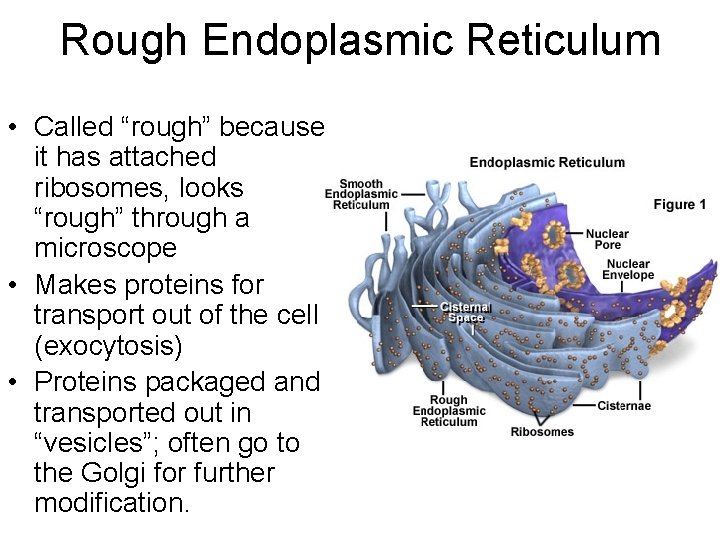 Rough Endoplasmic Reticulum • Called “rough” because it has attached ribosomes, looks “rough” through