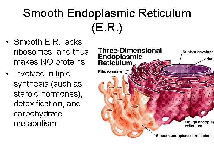 Smooth Endoplasmic Reticulum (E. R. ) • Smooth E. R. lacks ribosomes, and thus