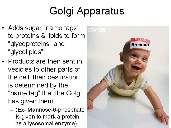 Golgi Apparatus • Adds sugar “name tags” to proteins & lipids to form “glycoproteins”
