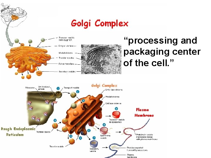 “processing and packaging center of the cell. ” 
