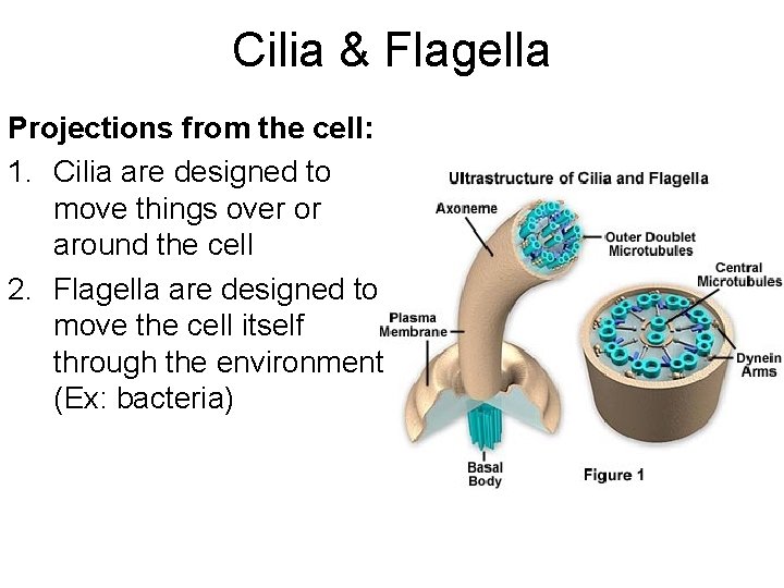 Cilia & Flagella Projections from the cell: 1. Cilia are designed to move things