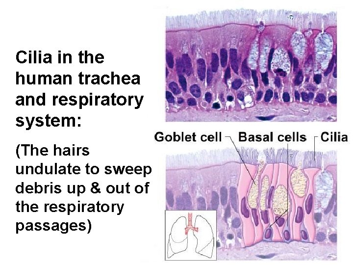 Cilia in the human trachea and respiratory system: (The hairs undulate to sweep debris