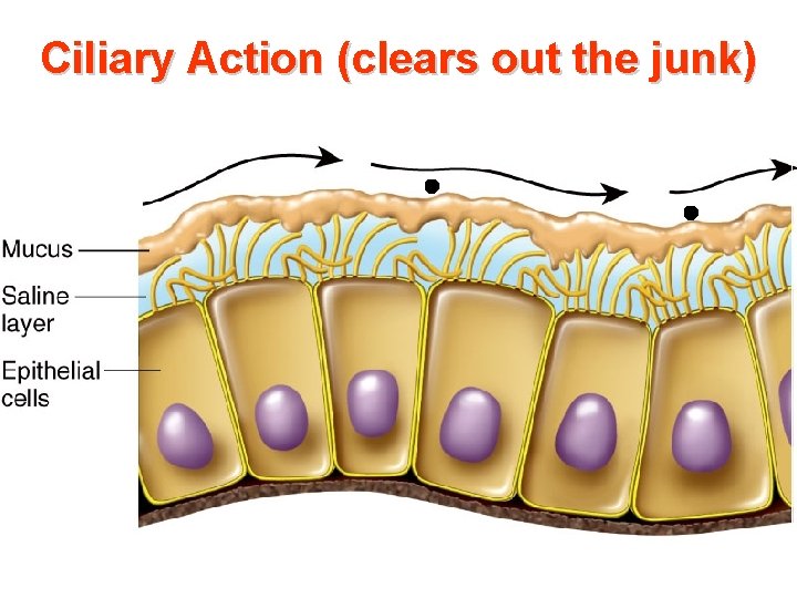 Ciliary Action (clears out the junk) 