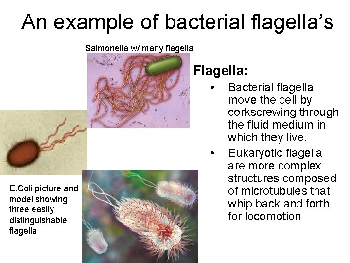 An example of bacterial flagella’s Salmonella w/ many flagella Flagella: • • E. Coli