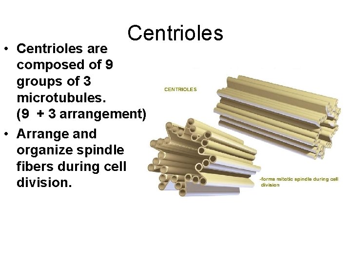 Centrioles • Centrioles are composed of 9 groups of 3 microtubules. (9 + 3