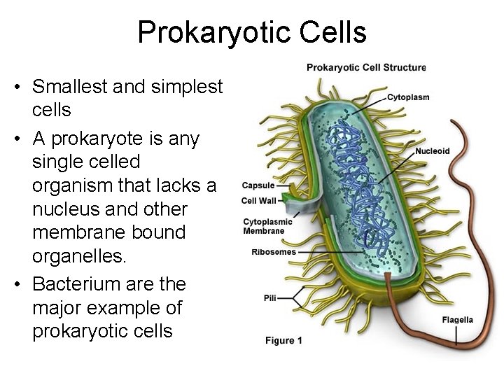 Prokaryotic Cells • Smallest and simplest cells • A prokaryote is any single celled
