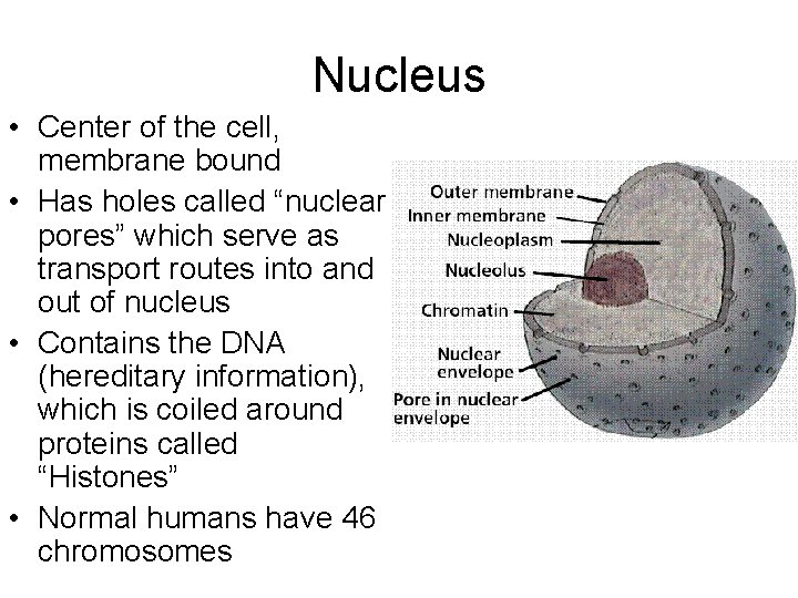 Nucleus • Center of the cell, membrane bound • Has holes called “nuclear pores”